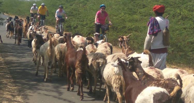 Cyclists passing a herd of goats on a rural road.