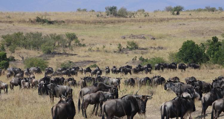 SAFARI DE 3 DÍAS POR LA NATURALEZA EN MASAI MARA - Bencia Africa Adventure and Safaris 1