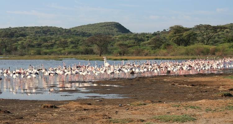 SAFARI DE BROUSSE DE 4 JOURS AU MASAI MARA ET AU LAC NAKURU - Bencia Africa Adventure and Safaris 6