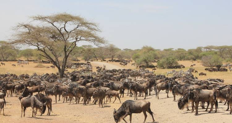 SAFARI DE BROUSSE DE 4 JOURS AU MASAI MARA ET AU LAC NAKURU - Bencia Africa Adventure and Safaris 3