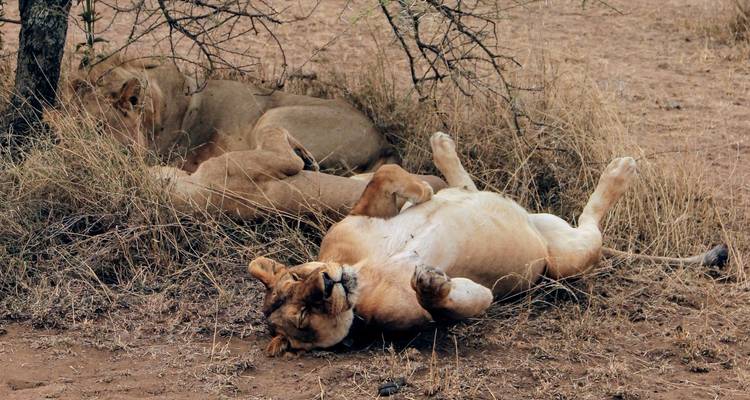 SAFARI DE BROUSSE DE 4 JOURS AU MASAI MARA ET AU LAC NAKURU - Bencia Africa Adventure and Safaris 2