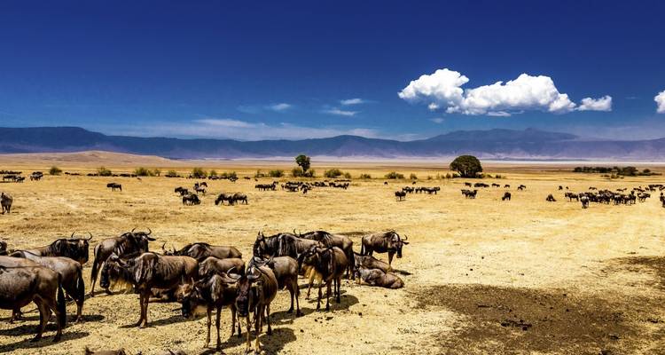 5 Days Tanzania Camping Safari - Muraa African Safaris 4