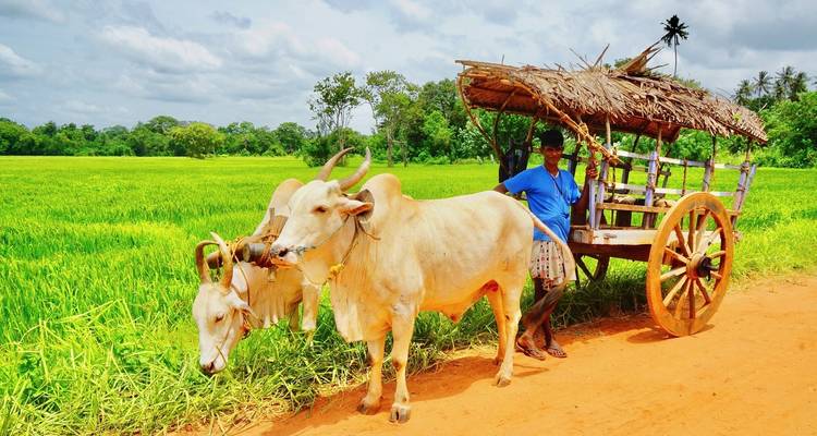 Man met een ossenkar in een weelderig groen veld.