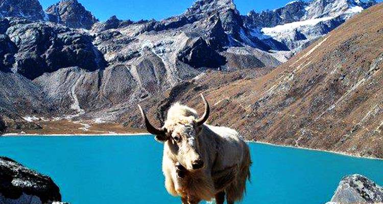 Gokyo Renjo La Pass Trek 14 Days - Sherpa Expedition & Trekking Pvt. Ltd. 1