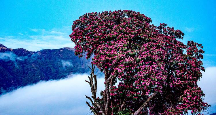 Ghorepani Poon Hill Sunrise Trekking - Sherpa Expedition & Trekking Pvt. Ltd. 3