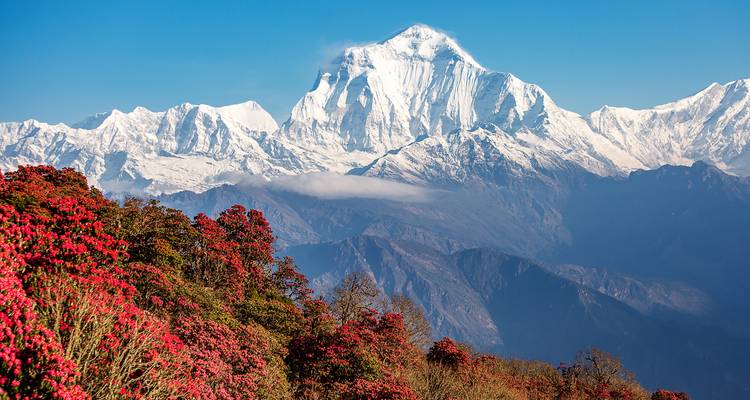 Ghorepani Poon Hill Sunrise Trekking - Sherpa Expedition & Trekking Pvt. Ltd. 6