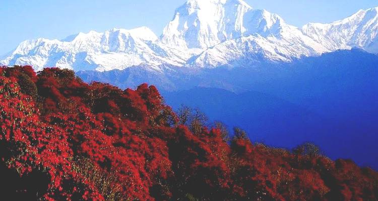 Maravilloso excursionismo por las vistas del Annapurna - Sherpa Expedition & Trekking Pvt. Ltd. 4