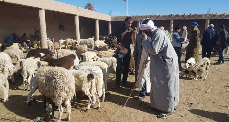 Marrakech to Fes: 4 day trip experience - TouaregTrails 8