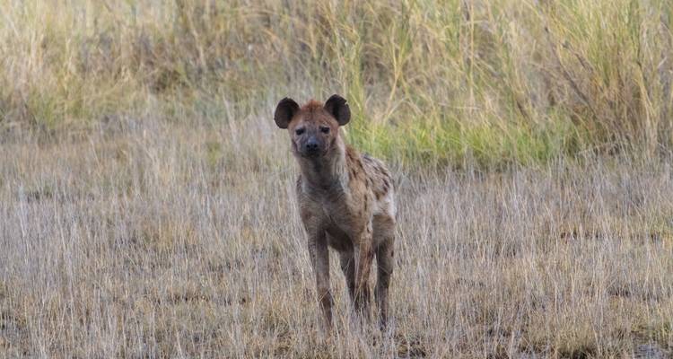 Hyena staand in een droog grazig veld.