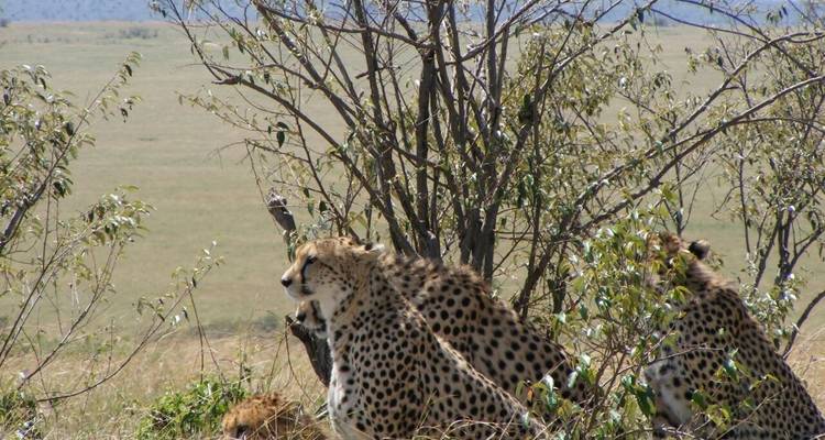 Cheetah's die rusten onder een boom in de savanne.
