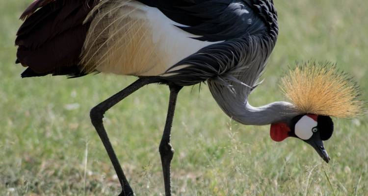 Een close-up van een kroonkraanvogel met gouden veren.