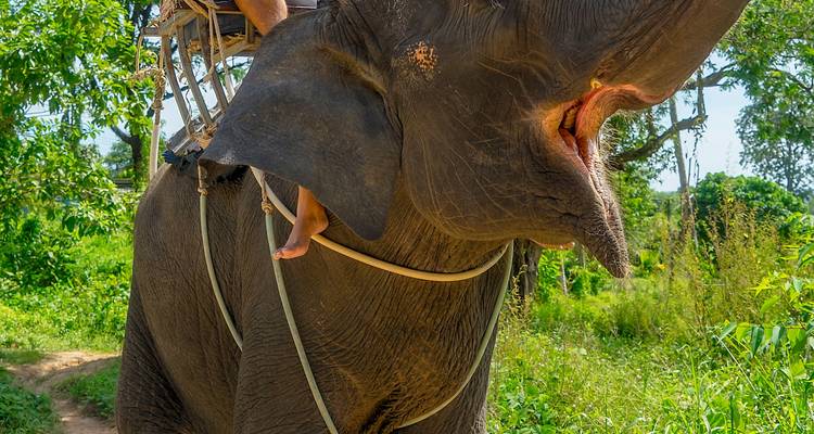 Berijder op een olifant lopend door een weelderig, groen gebied.