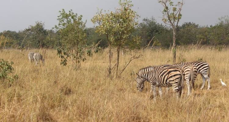 Volta to Nzulezu Tour in Ghana - Eyali Tours 9