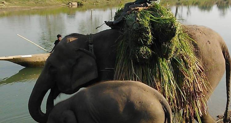 Katmandou - Chitwan - Circuit au Népal - Patrimoine et safari animalier - Oriental Journeys Pvt. Ltd. 9