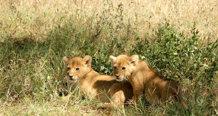 Safari, senderismo y campamento - Lonely Site Tours & Safari 3
