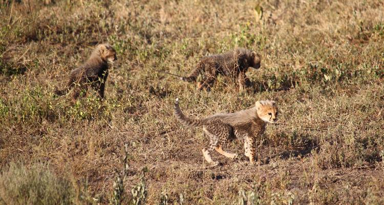 Safari, senderismo y campamento - Lonely Site Tours & Safari 2