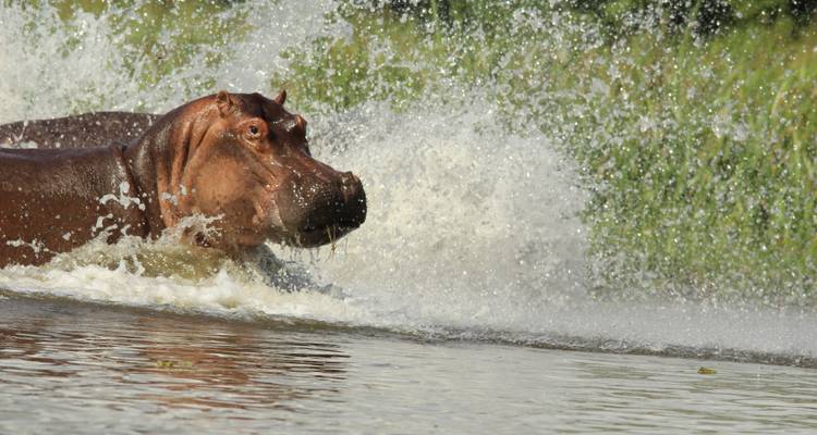 2 Days Wildlife Safari to Murchison Falls National Park - Rumara Safaris 7
