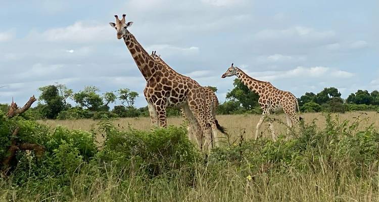 Giraffen die in een grasveld staan.