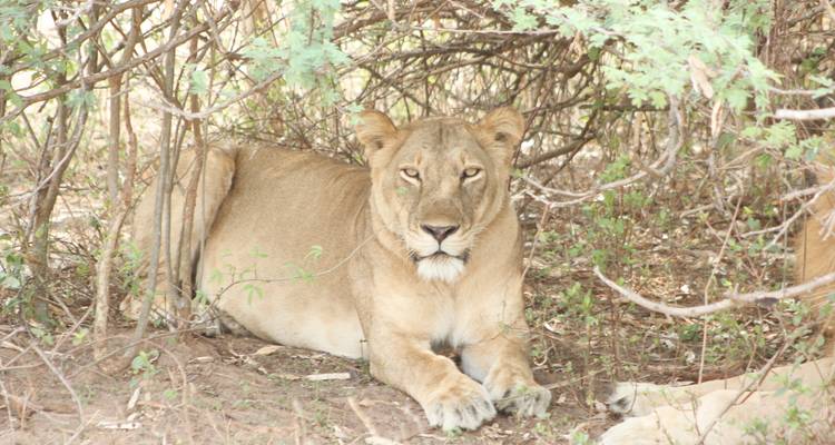 Leeuwin rustend onder struiken in een schaduwrijke gebied.
