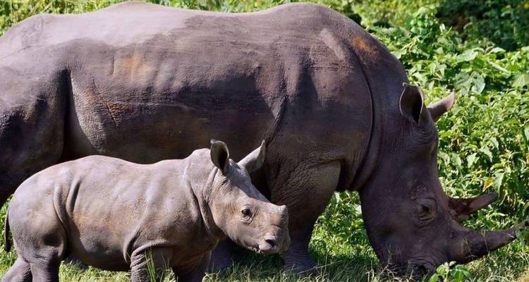 Een neushoorn met zijn kalf grazend in een weelderig groen gebied.