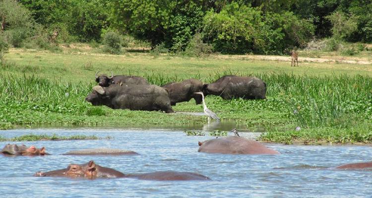 Nijlpaarden en buffels in een riviergebied.