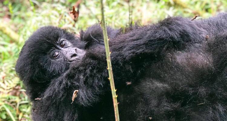 3 Days Gorilla Adventure Safari in Uganda - Rumara Safaris 6