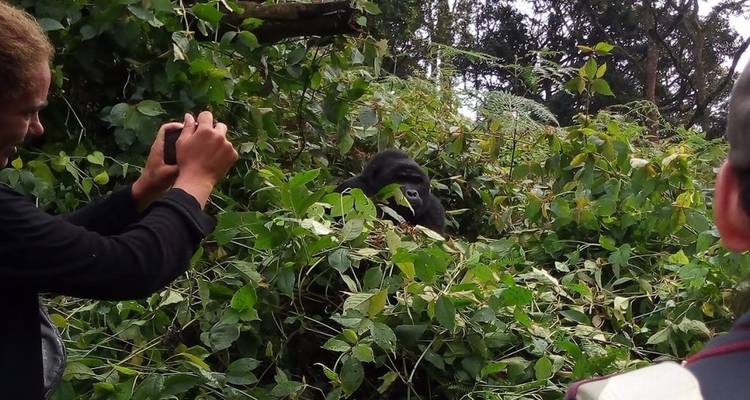 3 Days Gorilla Adventure Safari in Uganda - Rumara Safaris 1