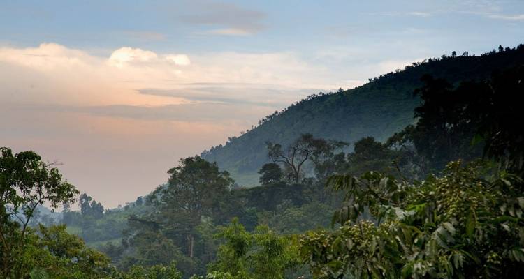 3 Days Gorilla Adventure Safari in Uganda - Rumara Safaris 4