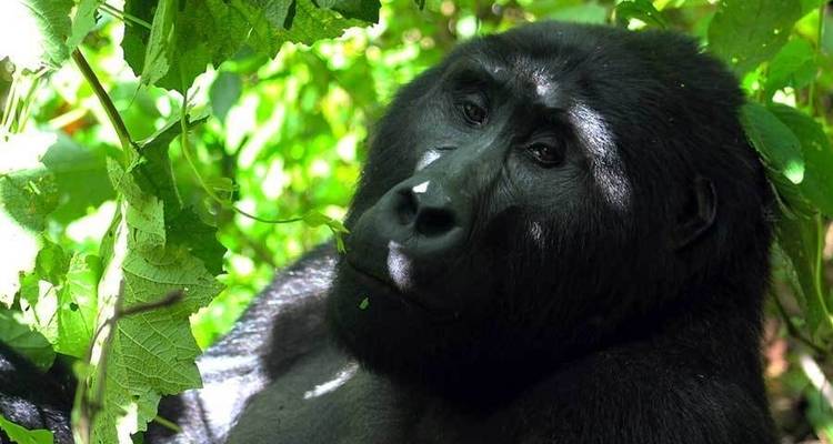 3 Days Gorilla Adventure Safari in Uganda - Rumara Safaris 2
