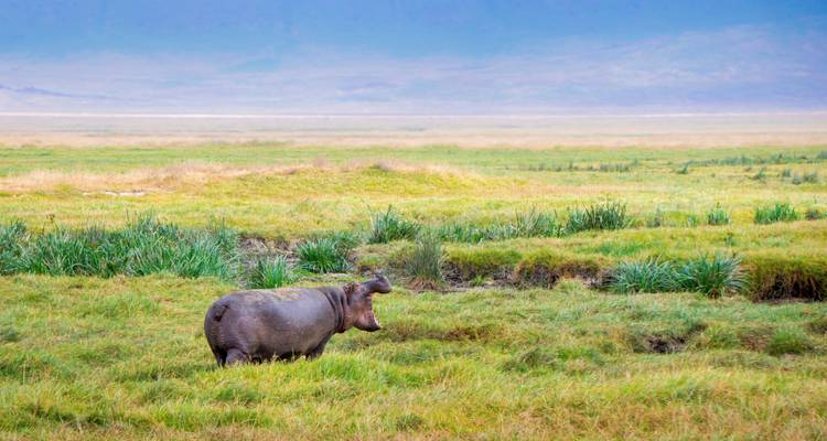 Safari en Tanzania-Aventura en Selous y Dar Es Salaam - Lonely Site Tours & Safari 7