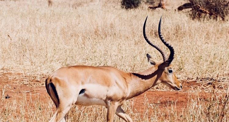 Safari en Tanzania-Aventura en Selous y Dar Es Salaam - Lonely Site Tours & Safari 6