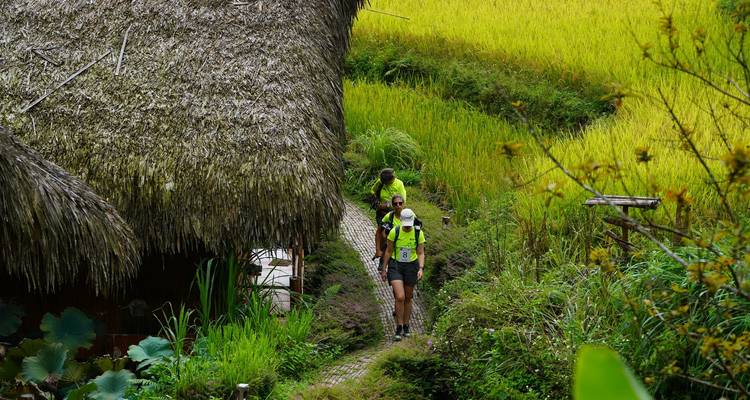 Trio de randonneurs en maillots colorés marchent sur un sentier étroit à côté d'un toit de chaume et de riz jaune.