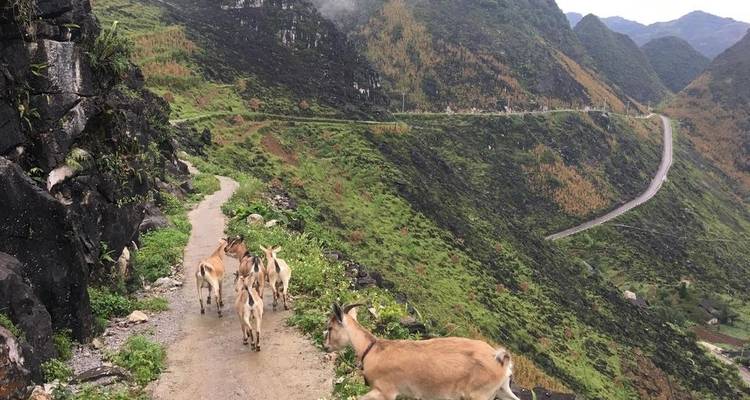 Un petit troupeau de chèvres marche le long d'un sentier de montagne étroit avec des pentes vertes abruptes et une route sinueuse en arrière-plan.