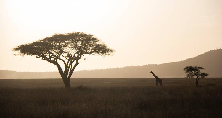 Eine Giraffe, die sich als Silhouette gegen einen großen Baum auf einem Feld abzeichnet.