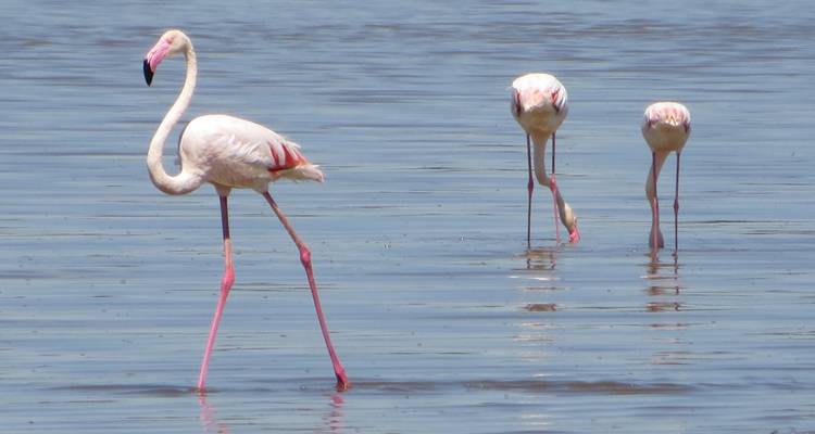 Classic Honeymoon Safari Itinerary - Gemuka Adventures 9