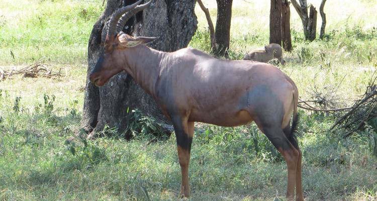 Classic Honeymoon Safari Itinerary - Gemuka Adventures 3