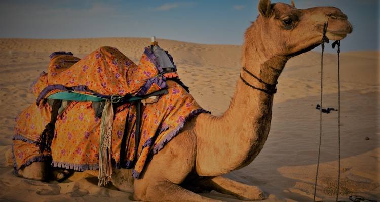 Decorated camel resting on sand dunes.