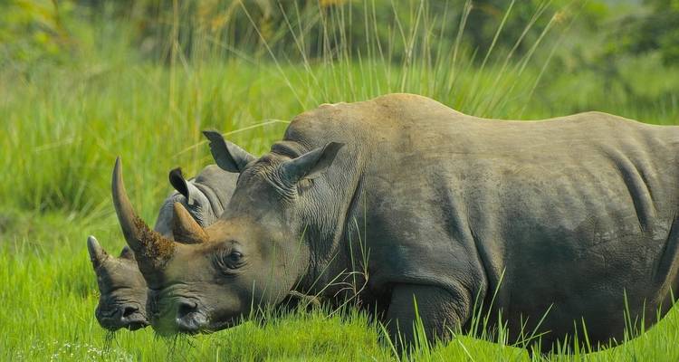 Twee neushoorns in een graslandschap met weelderig groen.