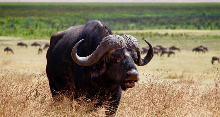 Een grote buffel die op de voorgrond staat met verre dieren op de achtergrond.