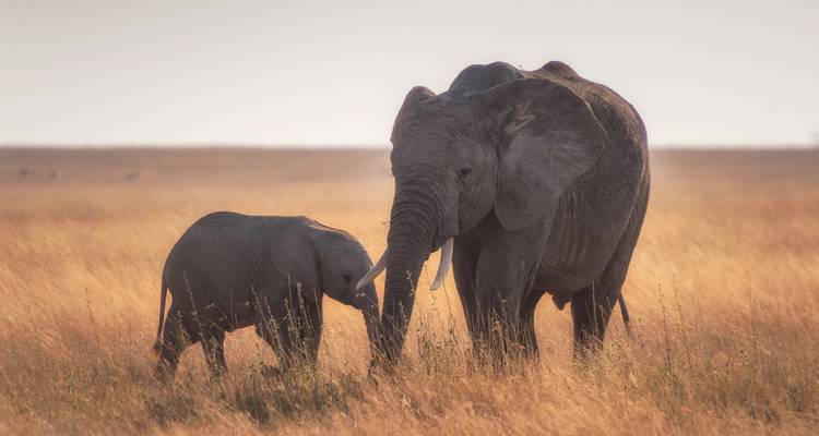 Een volwassen olifant en een baby olifant die in het grasland staan.