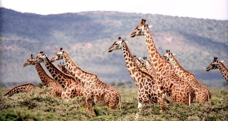 Safari authentique en Tanzanie - Kilimanjaro Trekking Mate 7