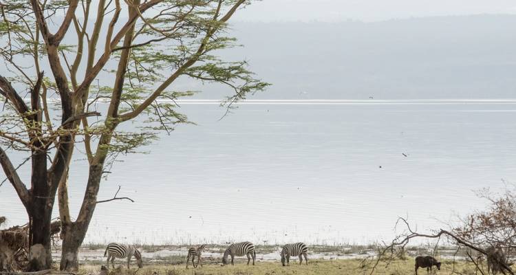 Safari au Kenya avec les Big Five : 4 jours au Masai Mara et au lac Nakuru - Pam Tours and Travel  4