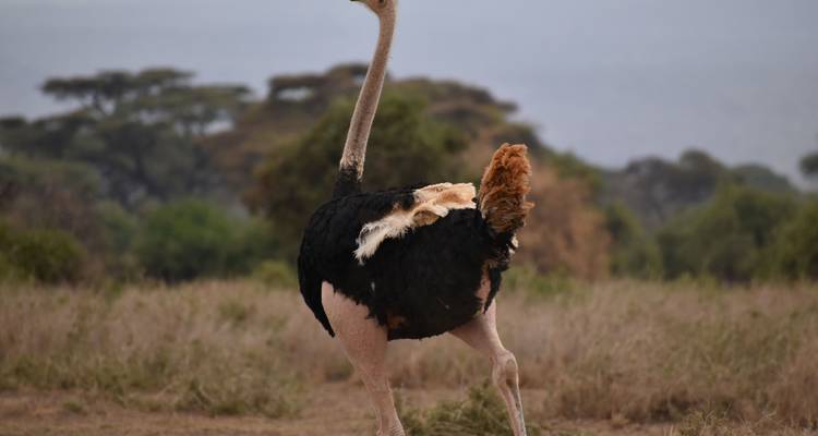 Een struisvogel die in de savanne staat.