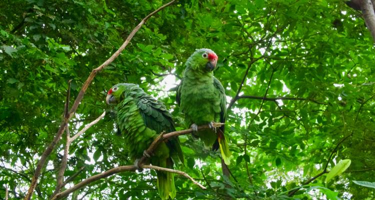 Selva amazónica - 4 días - Amazon Amazing Tours 3