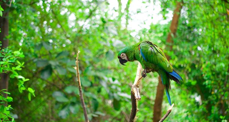 Selva amazónica - 4 días - Amazon Amazing Tours 1