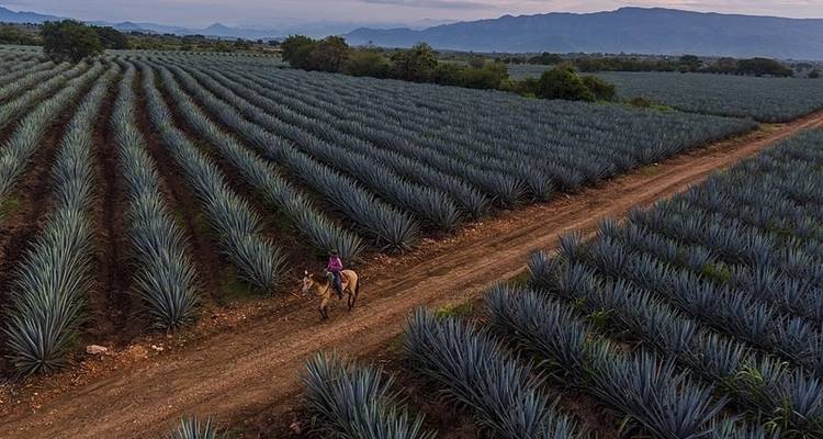Visite de Guadalajara : Découvrez le passé colonial et détendez-vous sur une plage magnifique - Vibe Adventures 2