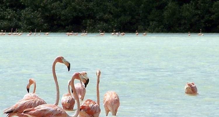 Flamencos parados en agua poco profunda.