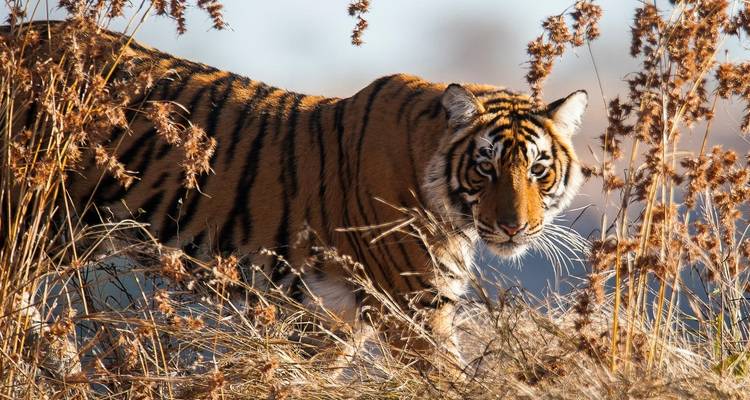 Triangle d'or avec les tigres de Ranthambhore - Taj Mahal au lever/coucher du soleil - 5 jours - Joyful Holidays 2