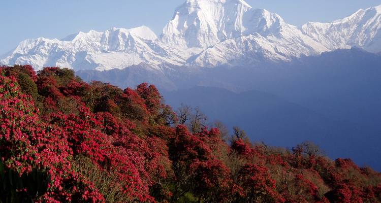 Montagnes enneigées avec des arbres en fleurs rouges au premier plan.