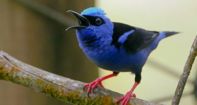 Pájaro azul vívido en una rama